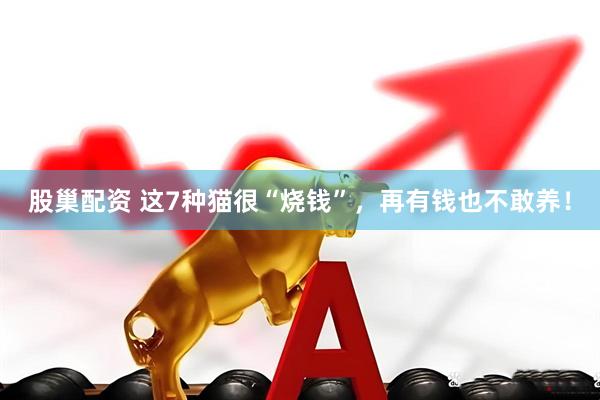 股巢配资 这7种猫很“烧钱”，再有钱也不敢养！