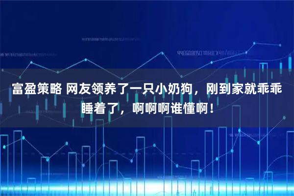 富盈策略 网友领养了一只小奶狗,刚到家就乖乖睡着了,啊啊啊谁懂啊!